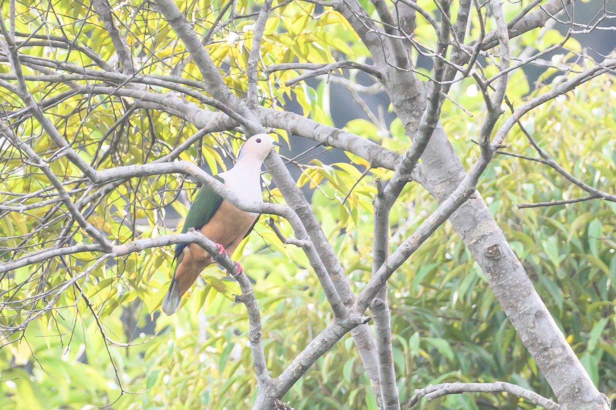 Cinnamon-bellied Imperial-Pigeon - ML617323004