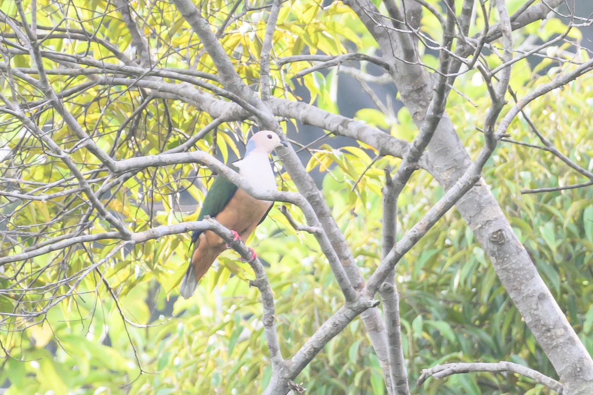 Cinnamon-bellied Imperial-Pigeon - ML617323005