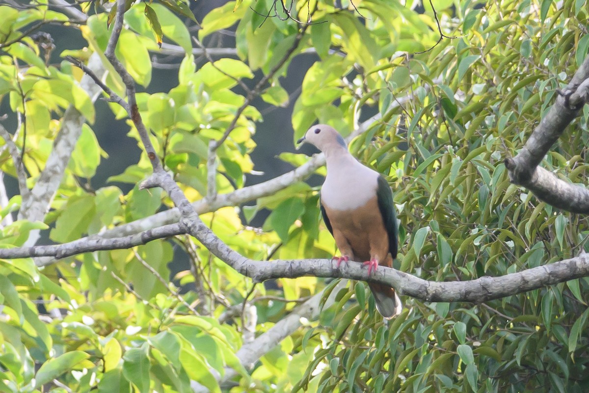 Cinnamon-bellied Imperial-Pigeon - Stephen Davies