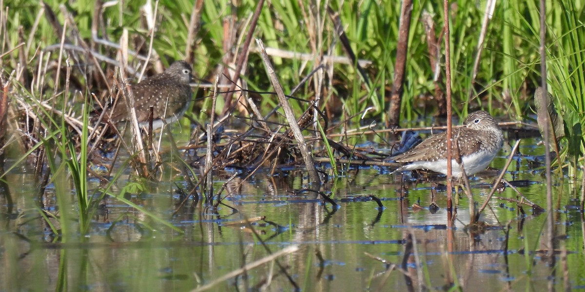 Solitary Sandpiper - ML617323015