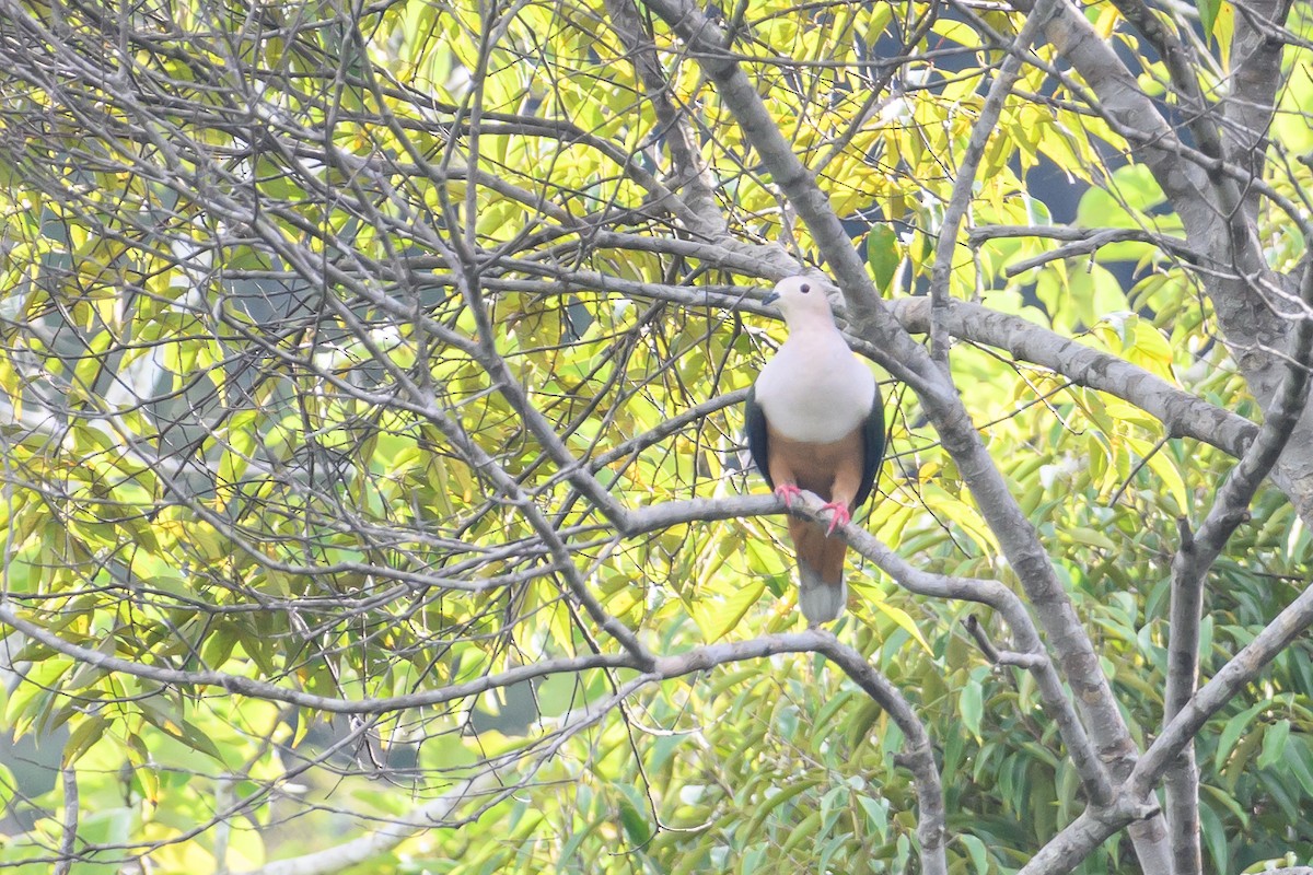 Cinnamon-bellied Imperial-Pigeon - ML617323018