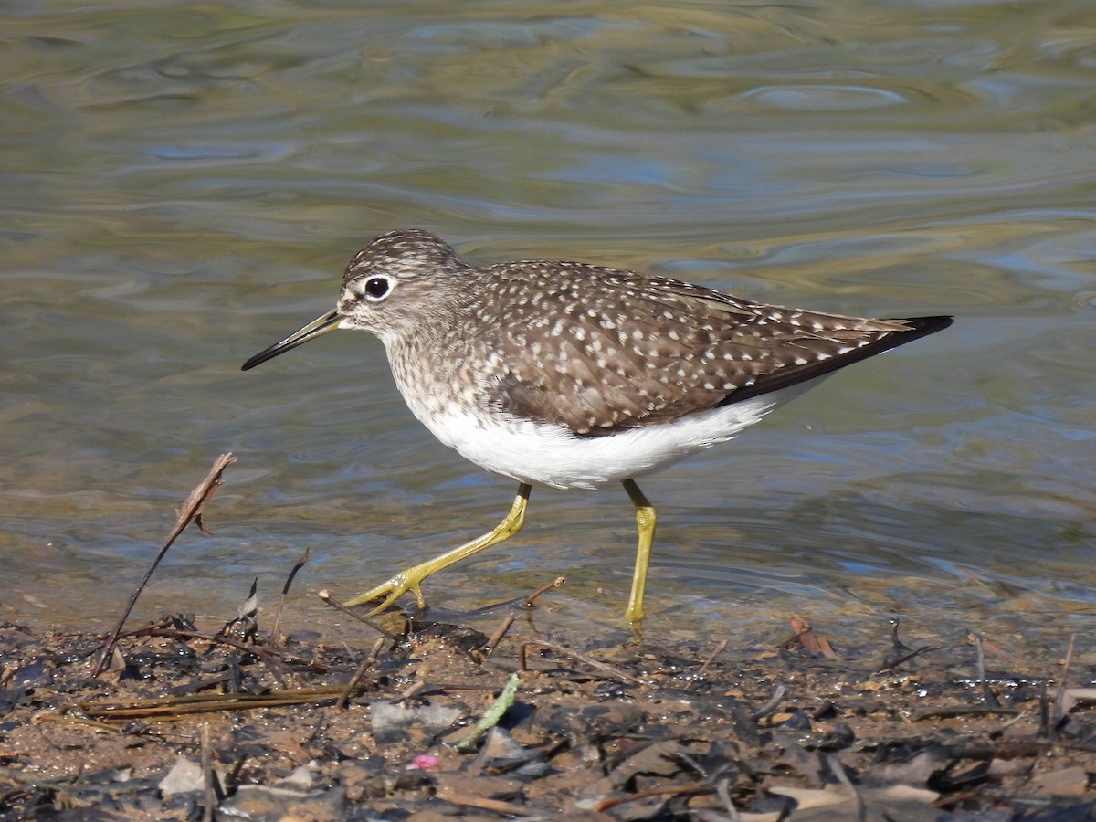 Solitary Sandpiper - Andrew Melnykovych