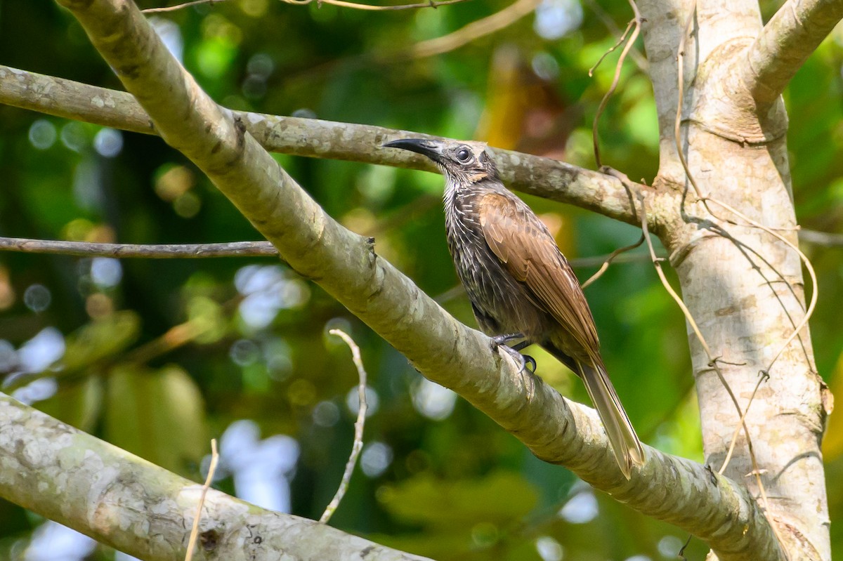 White-streaked Friarbird - Stephen Davies