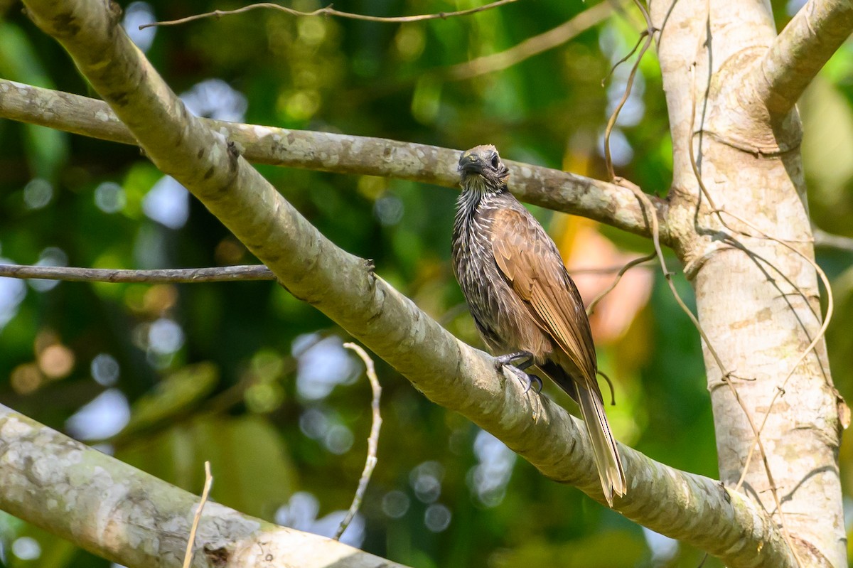 White-streaked Friarbird - ML617323045