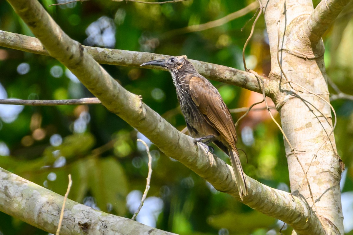 White-streaked Friarbird - ML617323049