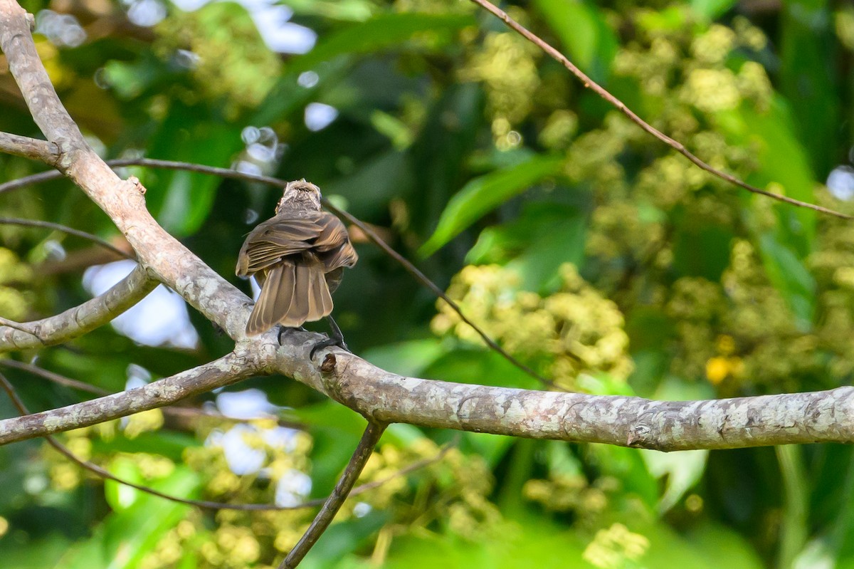 White-streaked Friarbird - ML617323050