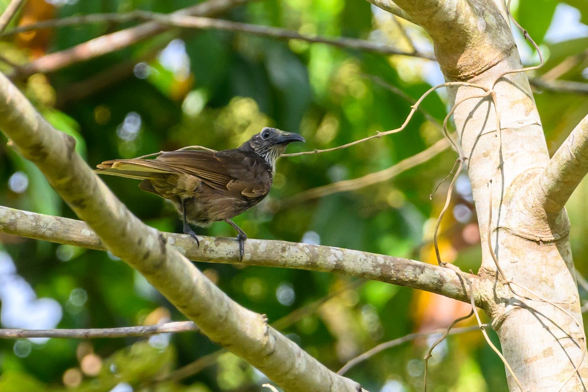 White-streaked Friarbird - ML617323051