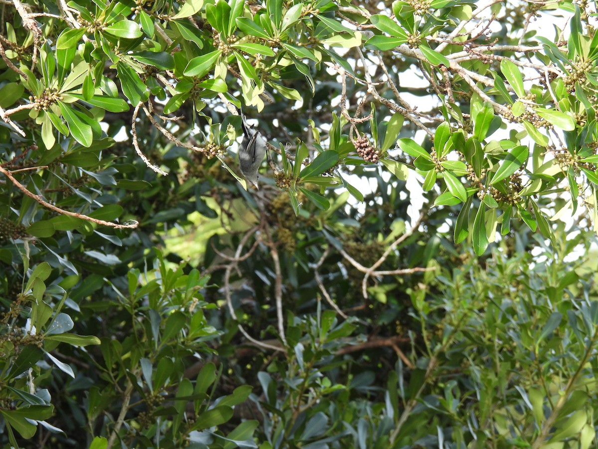 Masked Gnatcatcher - Silvana Mallo