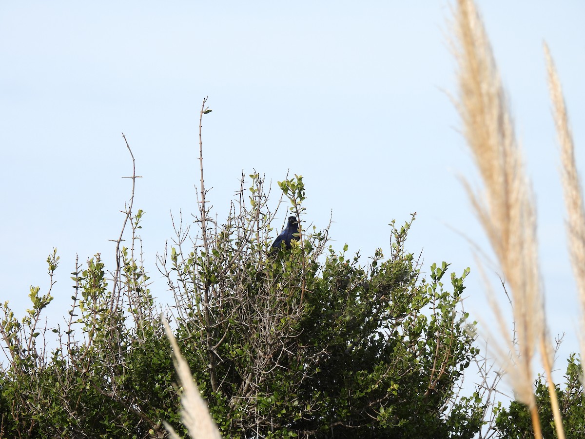 Diademed Tanager - Silvana Mallo