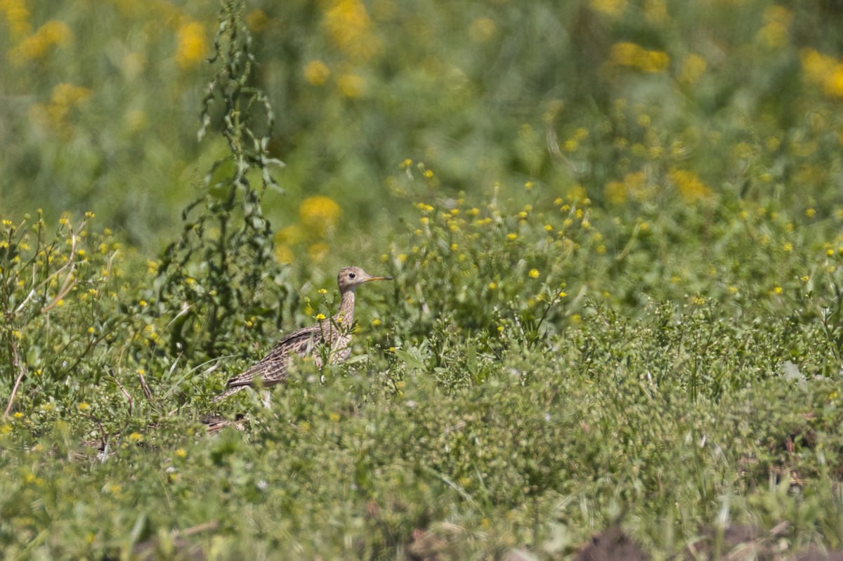 Maubèche des champs - ML617323103