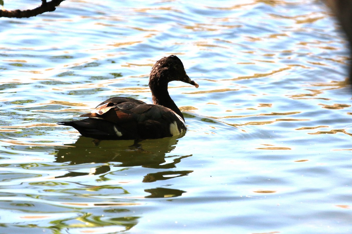 Muscovy Duck (Domestic type) - ML617323106