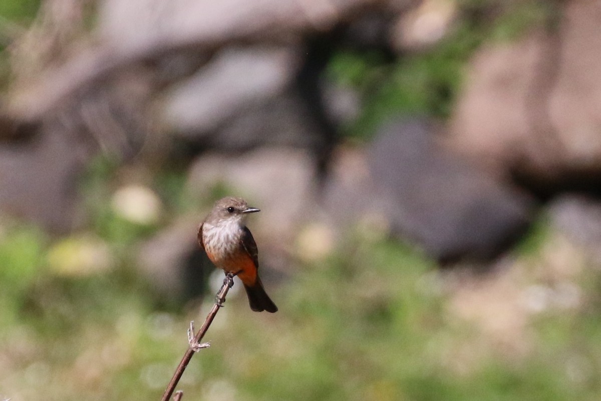 Vermilion Flycatcher - Peter Kieran