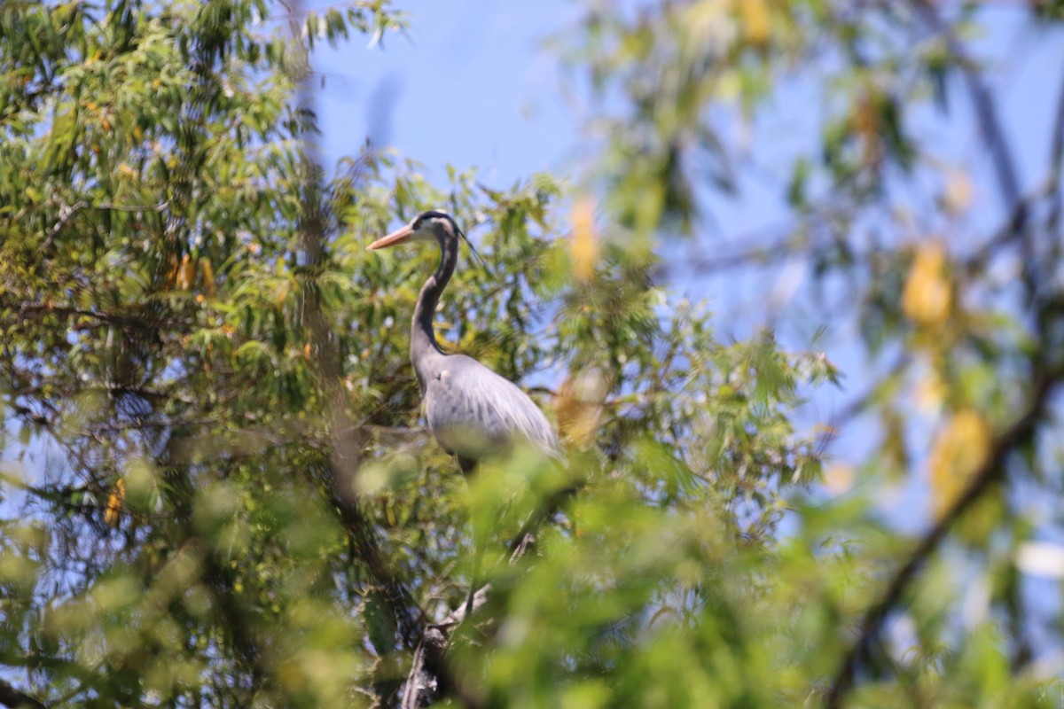 Great Blue Heron - ML617323209