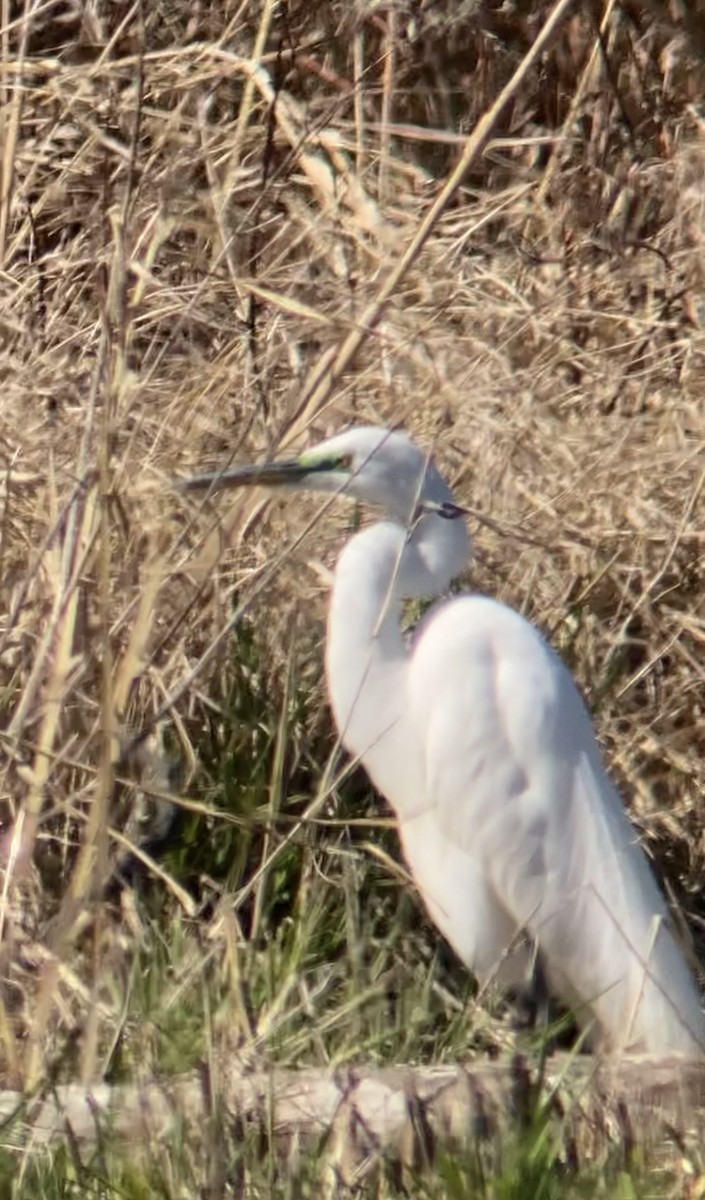 Great Egret - Tim Cornish