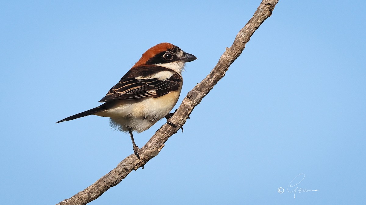 Woodchat Shrike - ML617323319