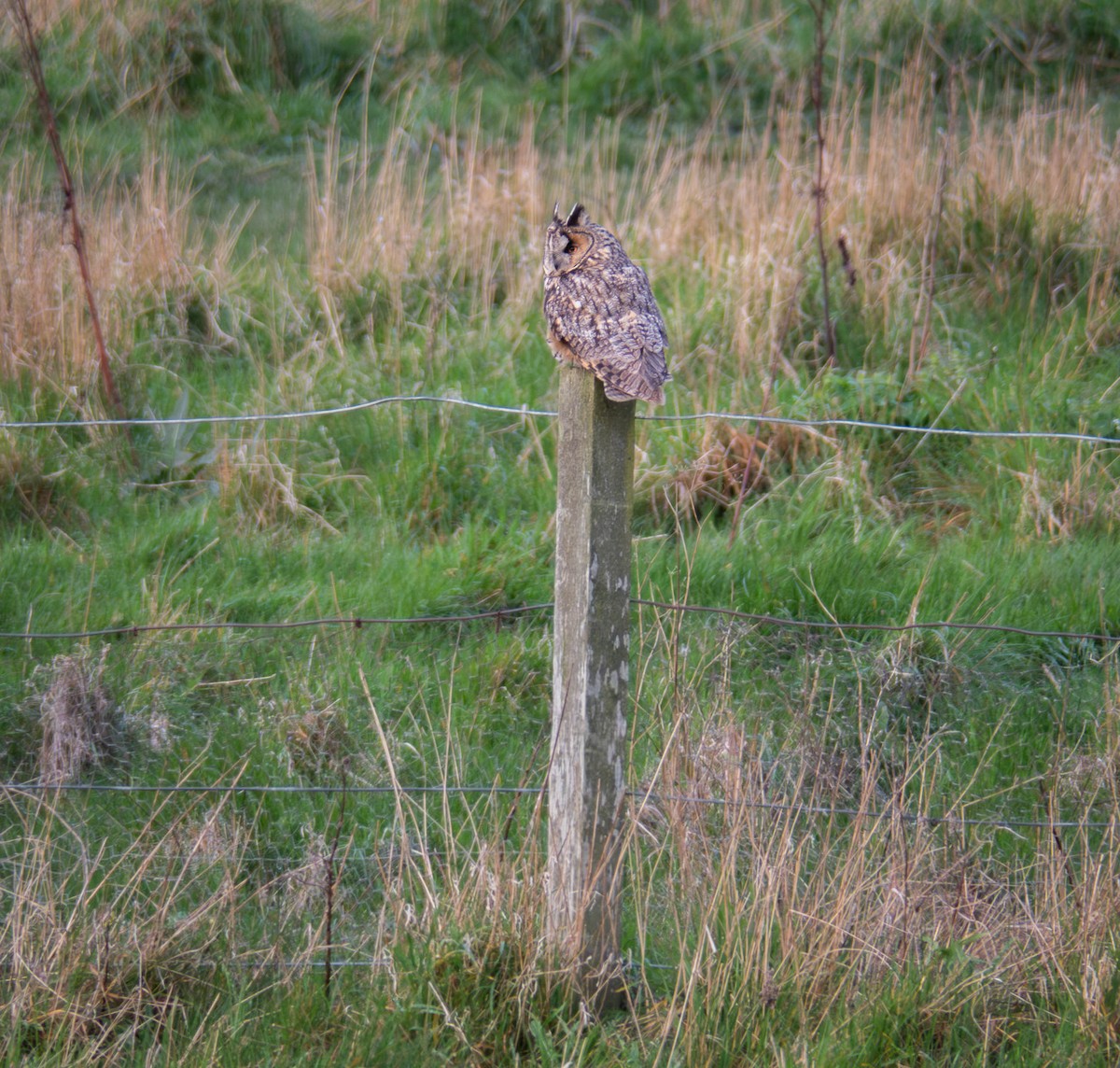 Long-eared Owl - ML617323331