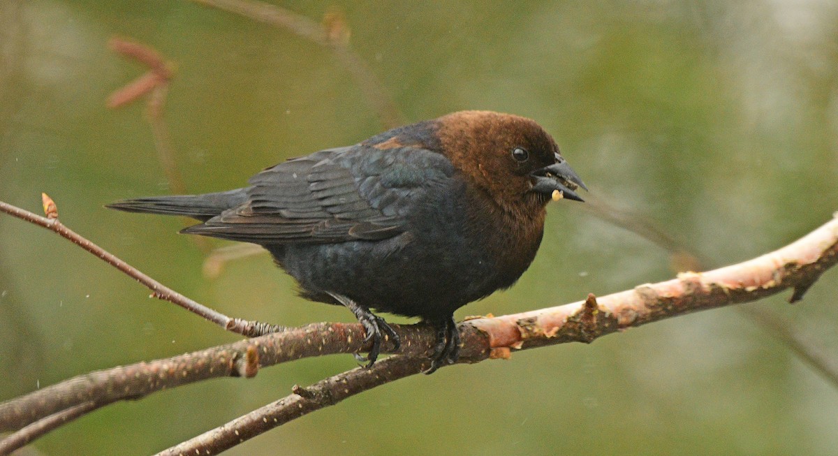 Brown-headed Cowbird - ML617323336