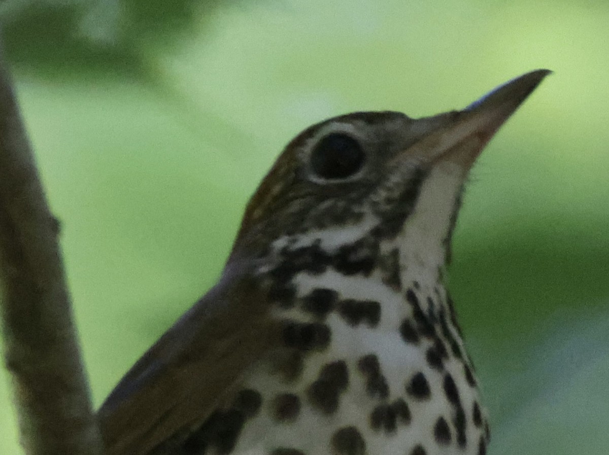 Wood Thrush - James Smith