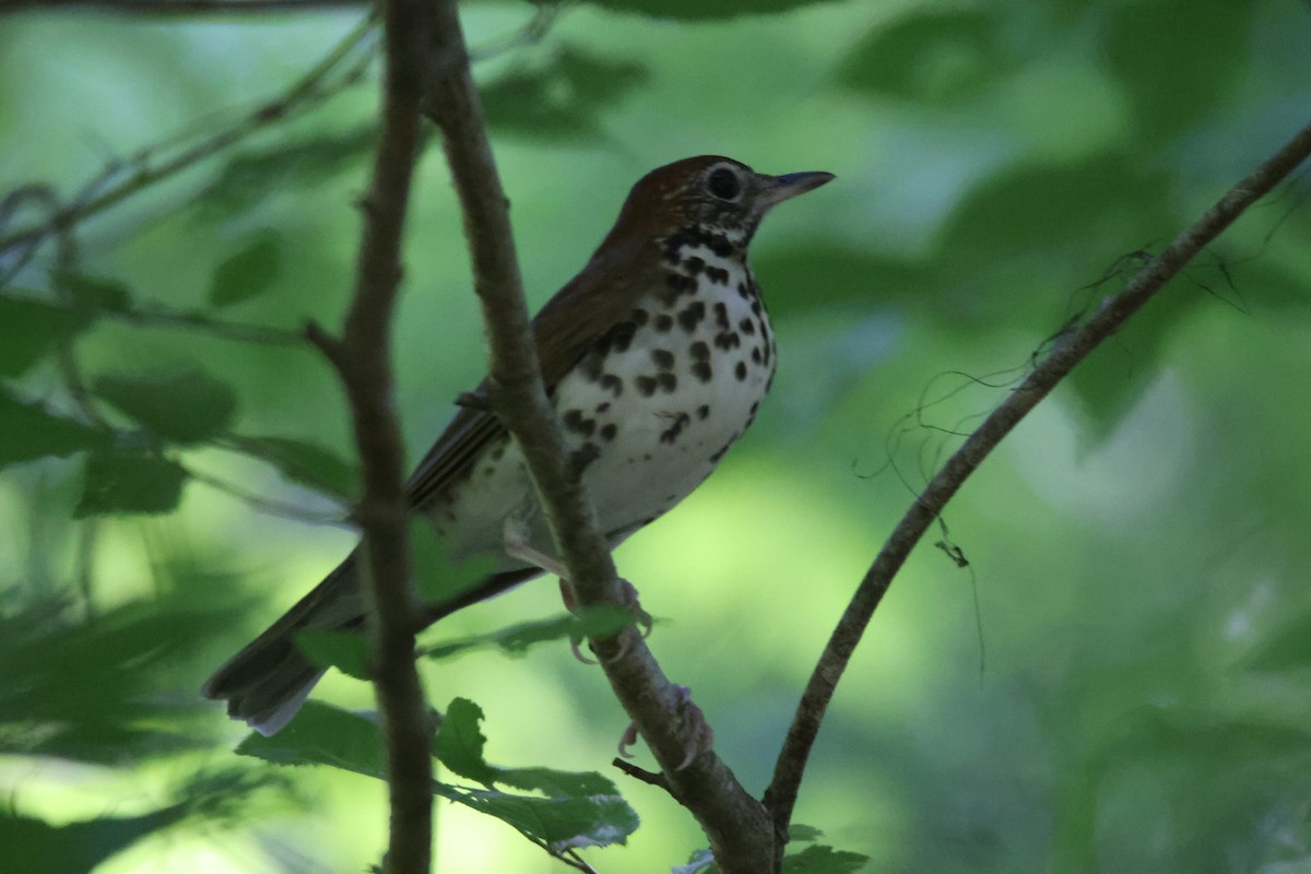 Wood Thrush - ML617323341