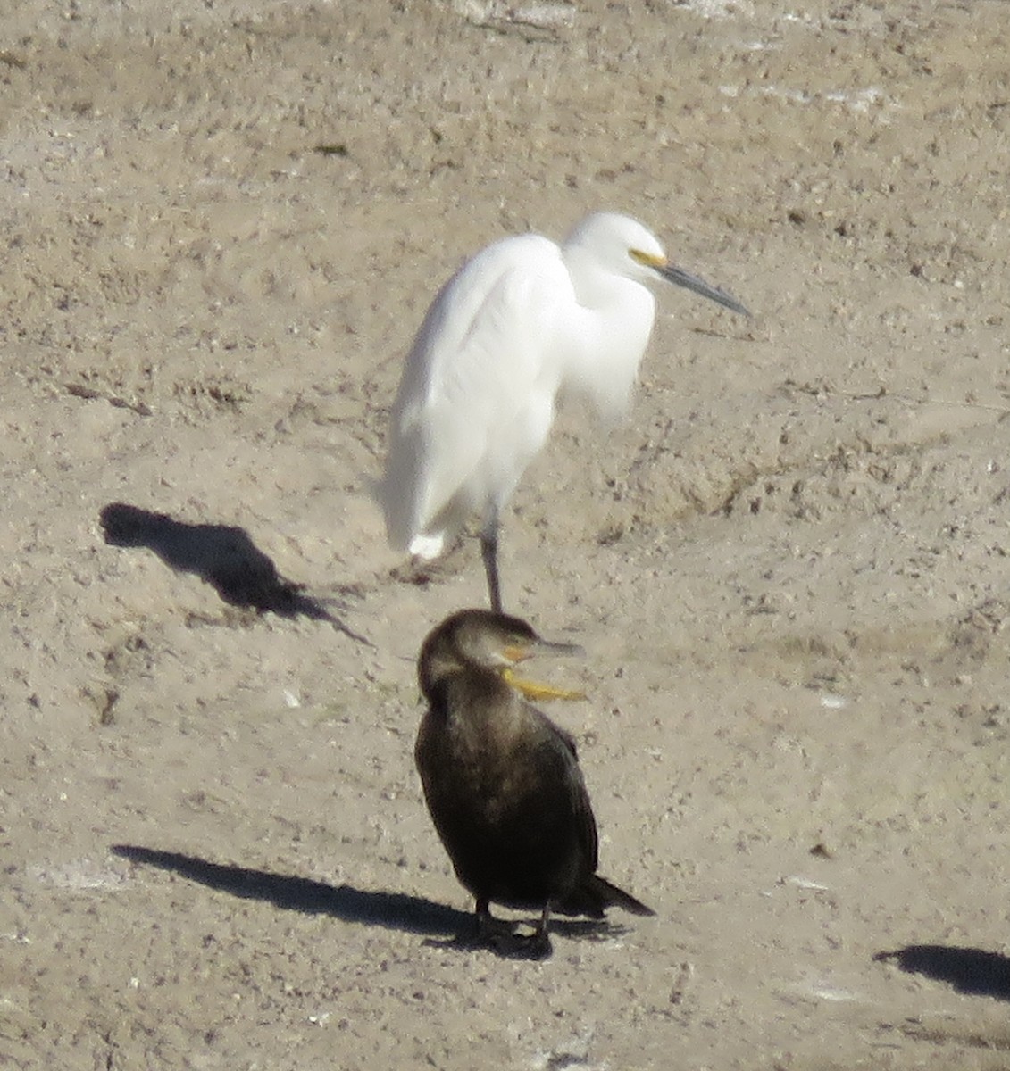 Snowy Egret - ML617323346