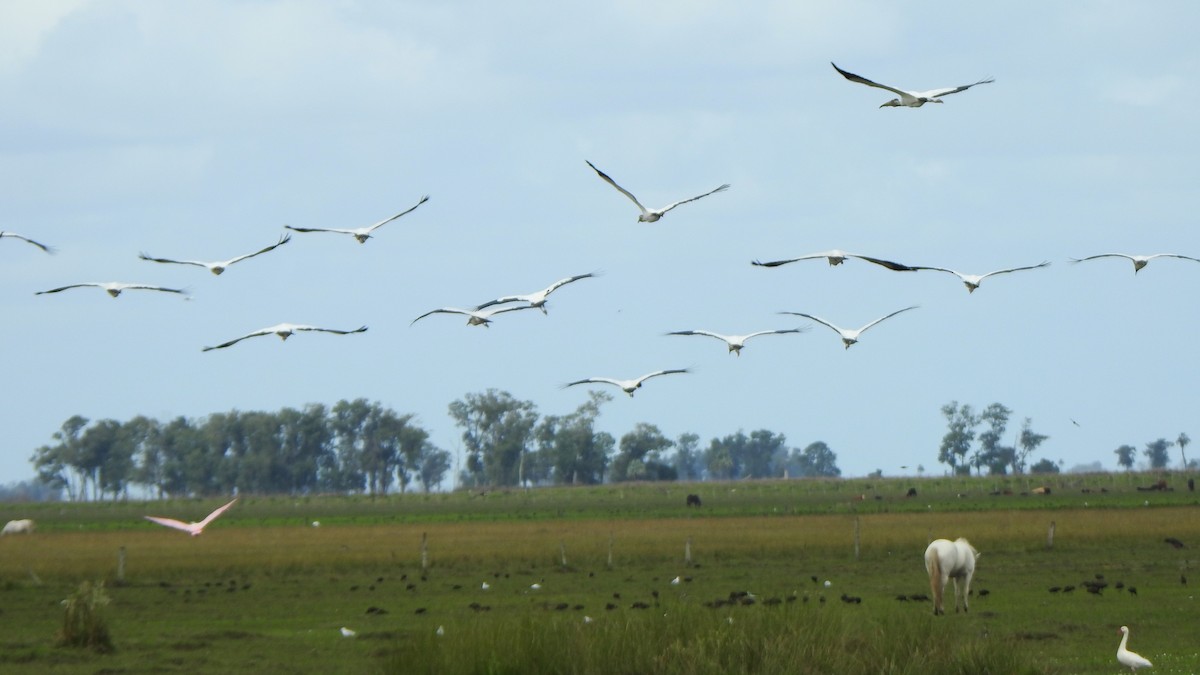 Wood Stork - ML617323369