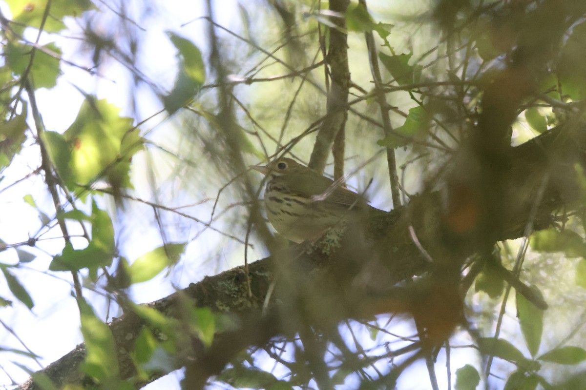 Ovenbird - ML617323372