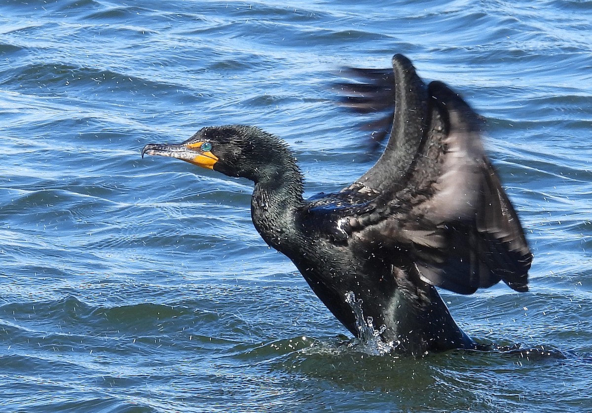 Cormoran à aigrettes - ML617323382