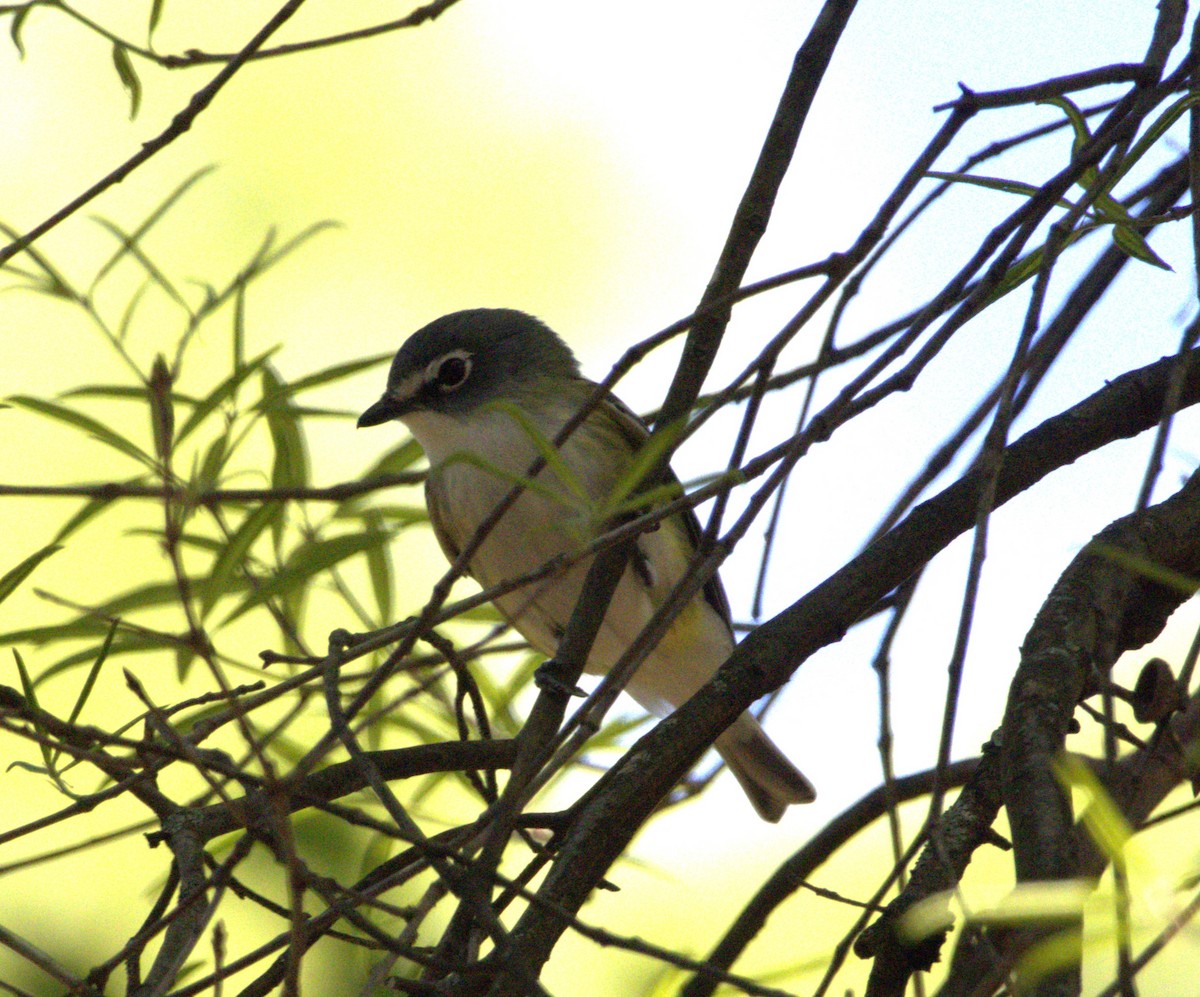 Blue-headed Vireo - ML617323397