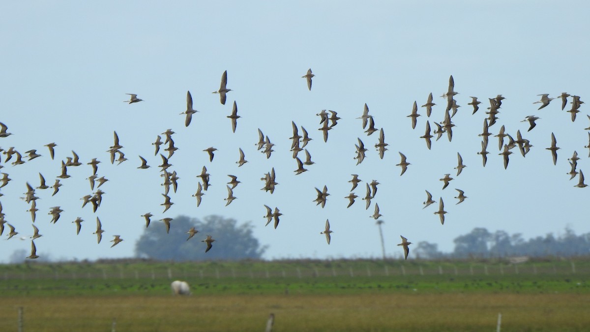 Calidris sp. - ML617323424