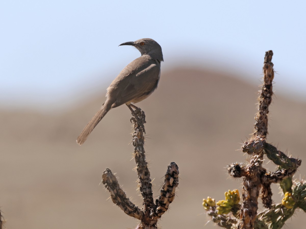 Curve-billed Thrasher - ML617323428