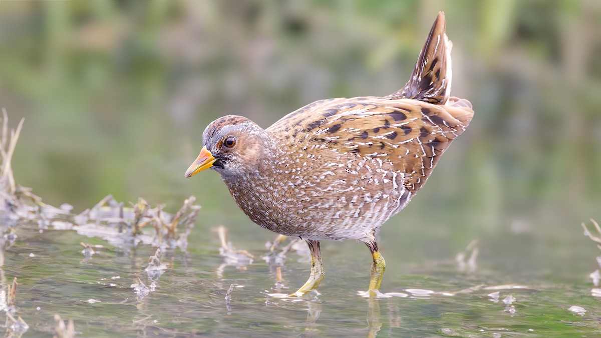 Spotted Crake - SONER SABIRLI