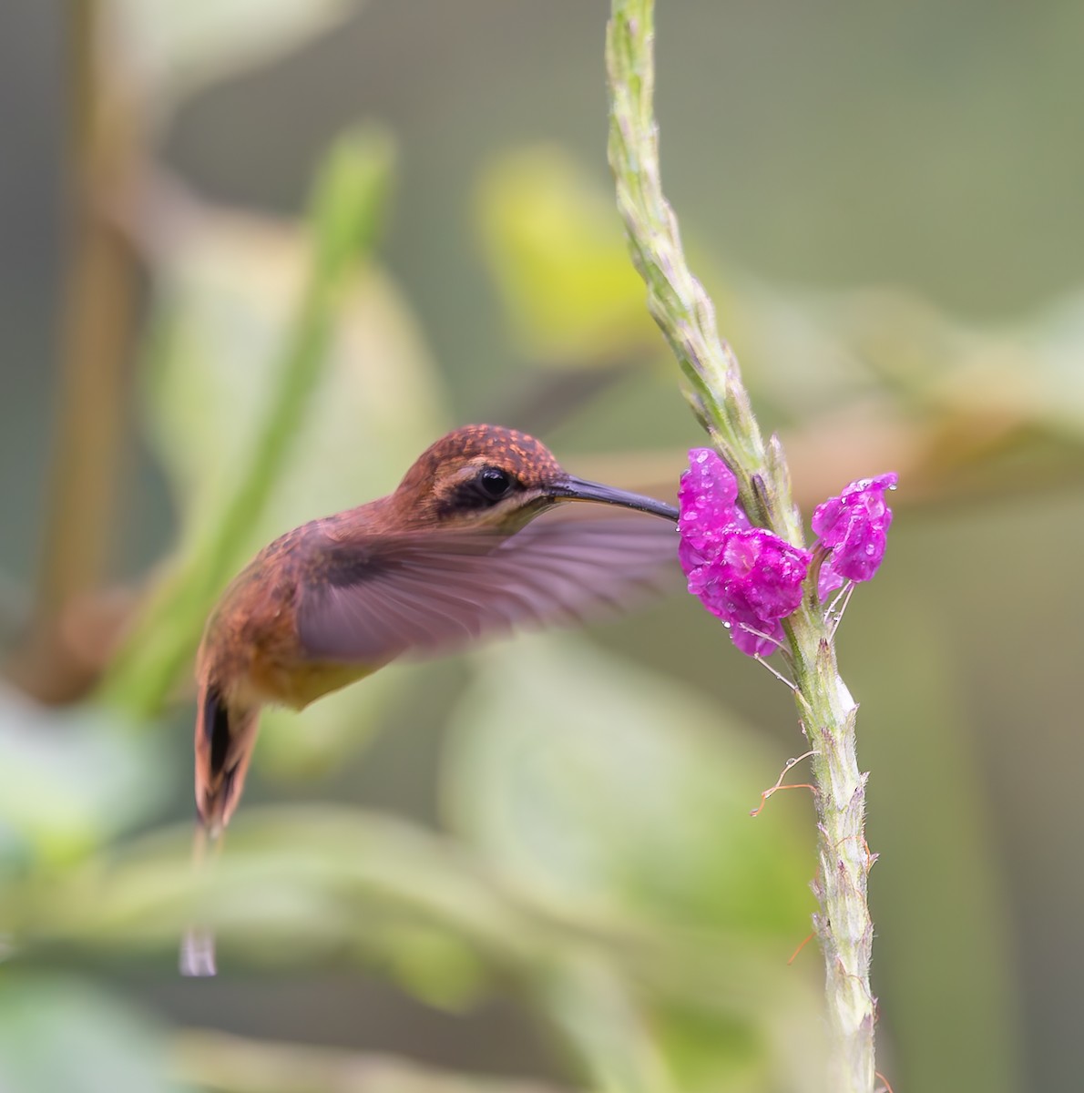 Stripe-throated Hermit - ML617323465