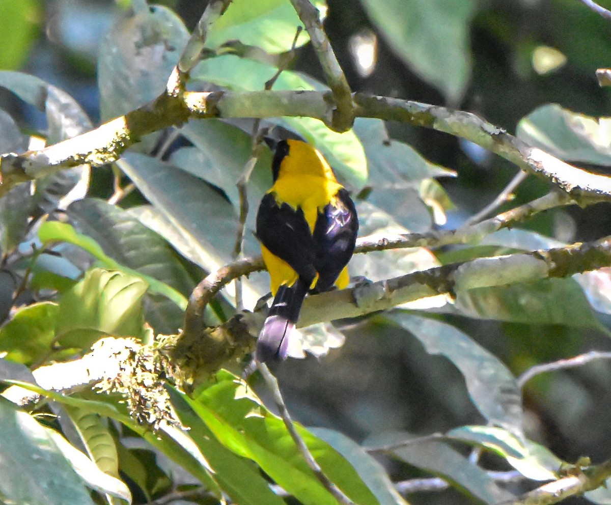 Yellow-backed Oriole - ML617323540