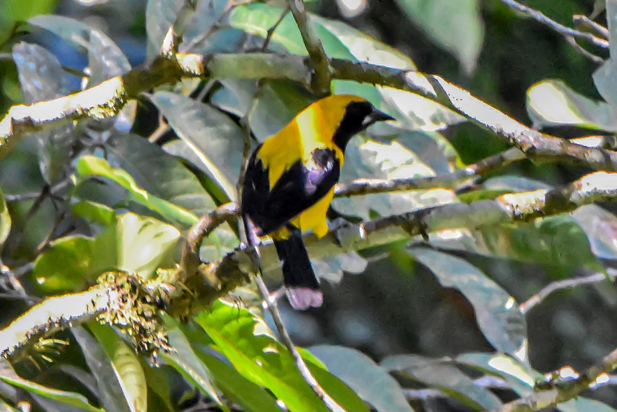 Yellow-backed Oriole - ML617323541