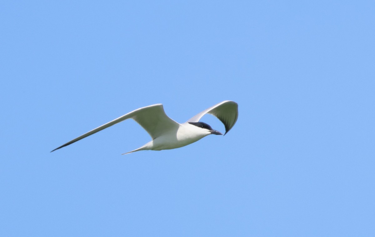 Gull-billed Tern - Faustino Chamizo Ragel