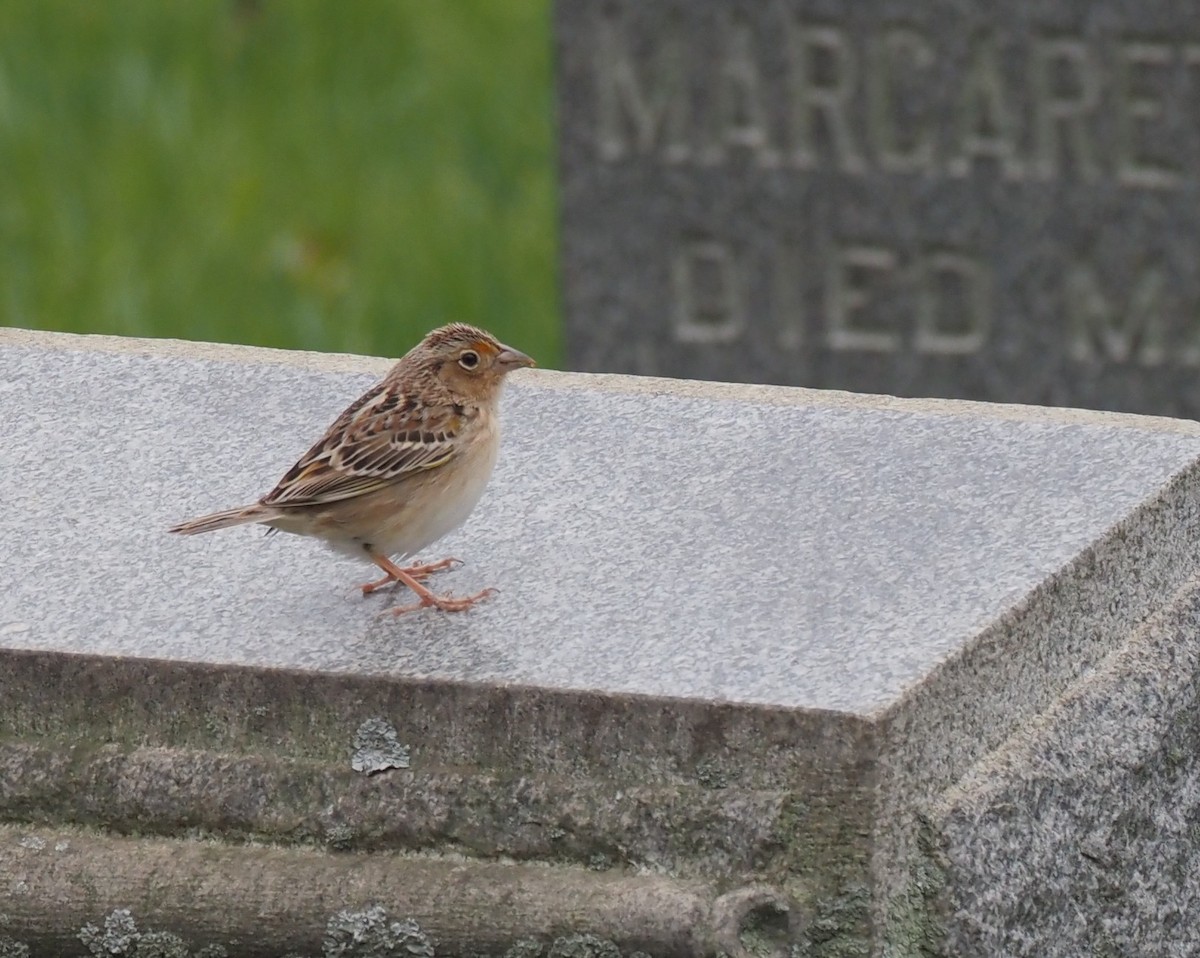 Grasshopper Sparrow - ML617323545