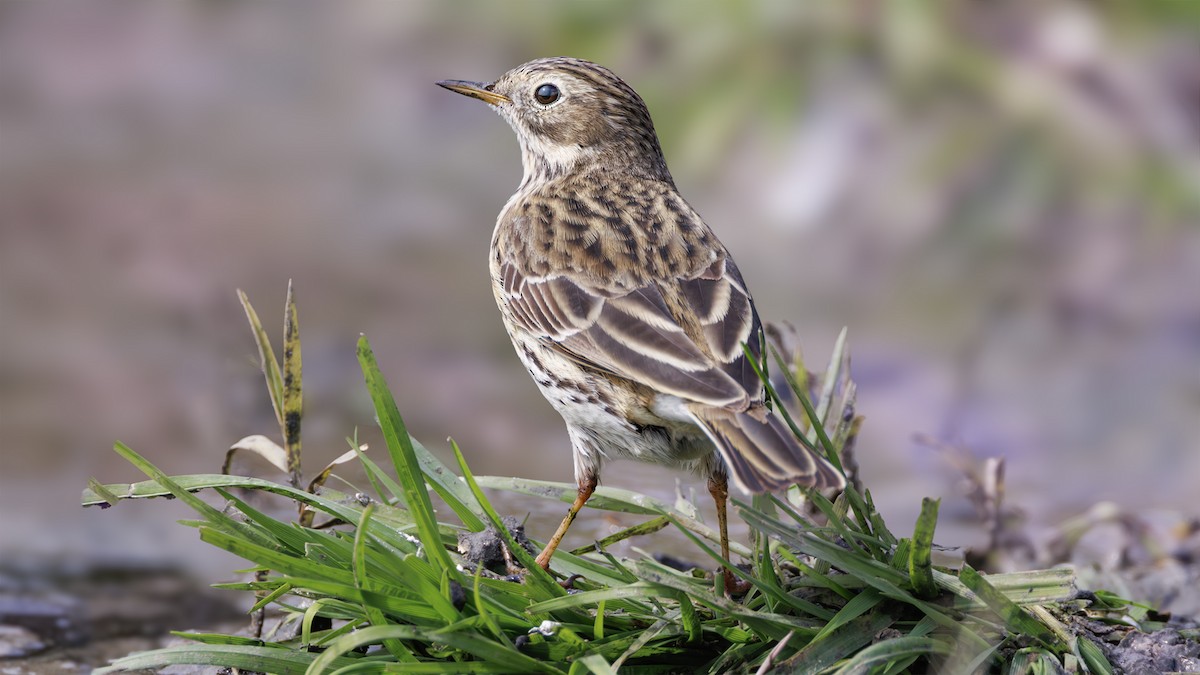 Meadow Pipit - ML617323558