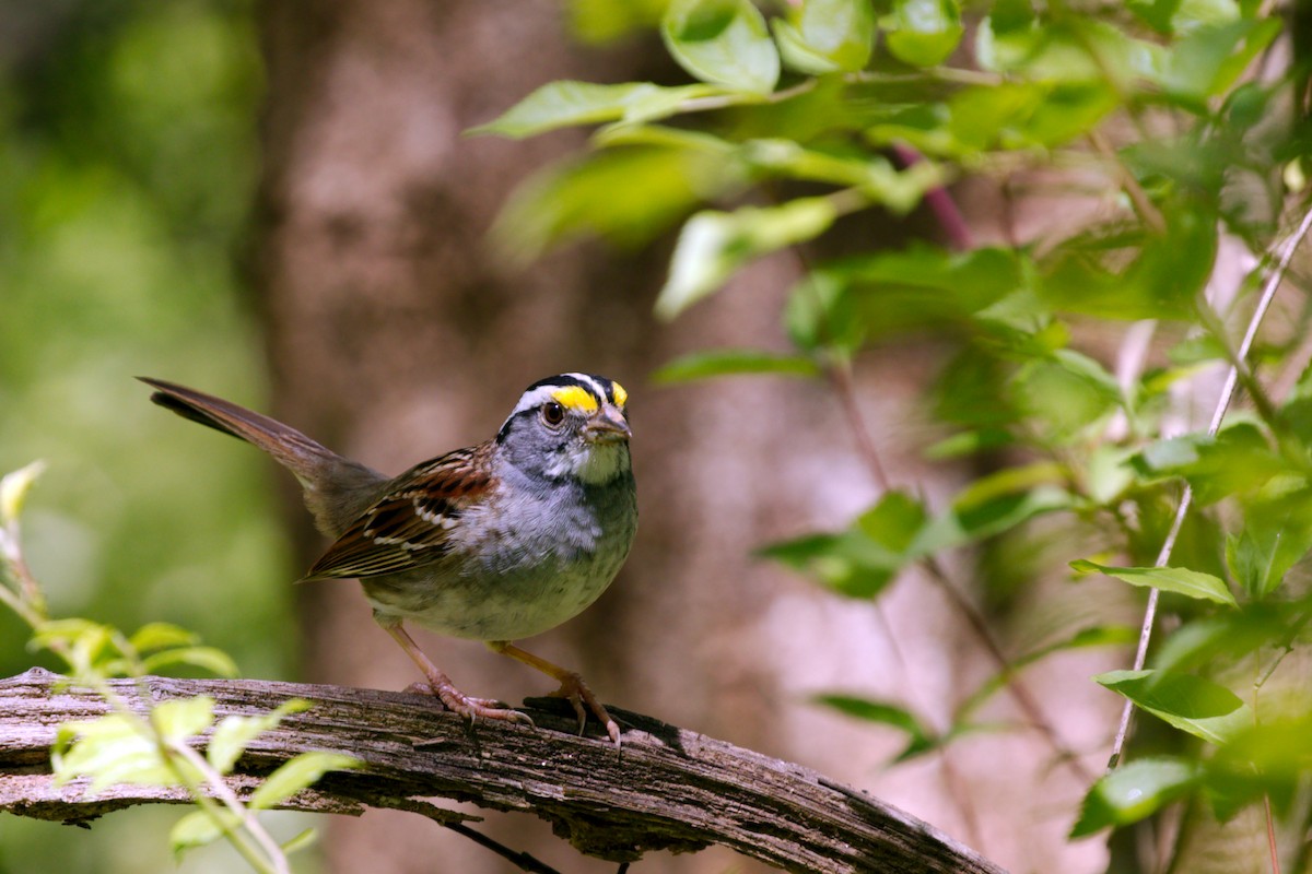 White-throated Sparrow - ML617323570