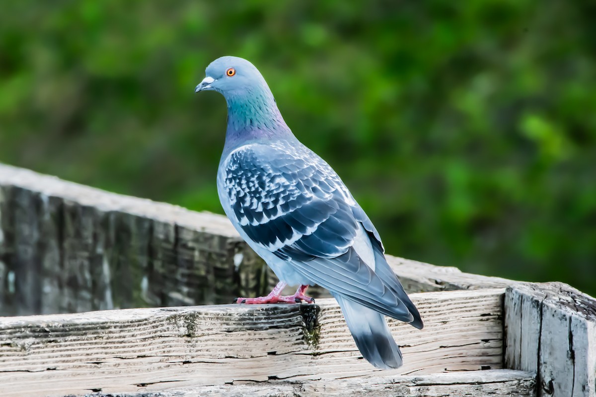 Rock Pigeon (Feral Pigeon) - ML617323572