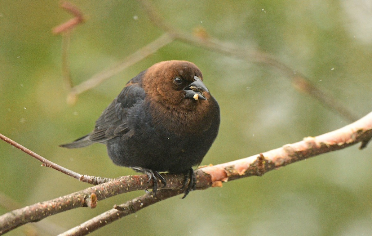 Brown-headed Cowbird - ML617323632