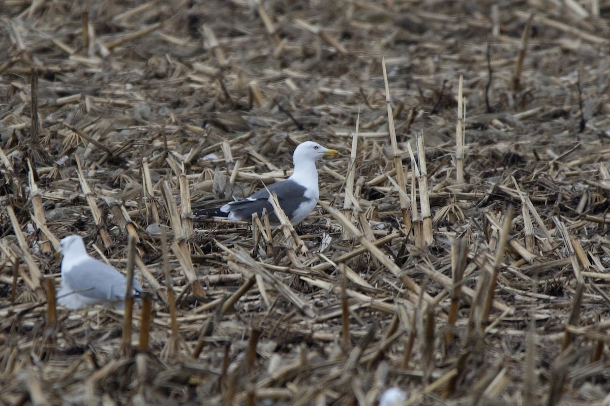 Lesser Black-backed Gull - Elliott Naef