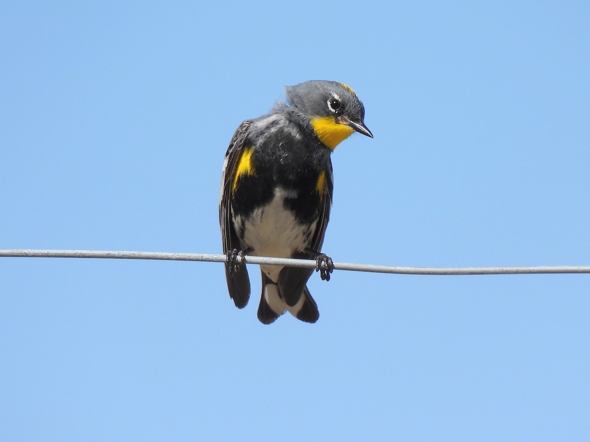 Yellow-rumped Warbler - Ed Daniels