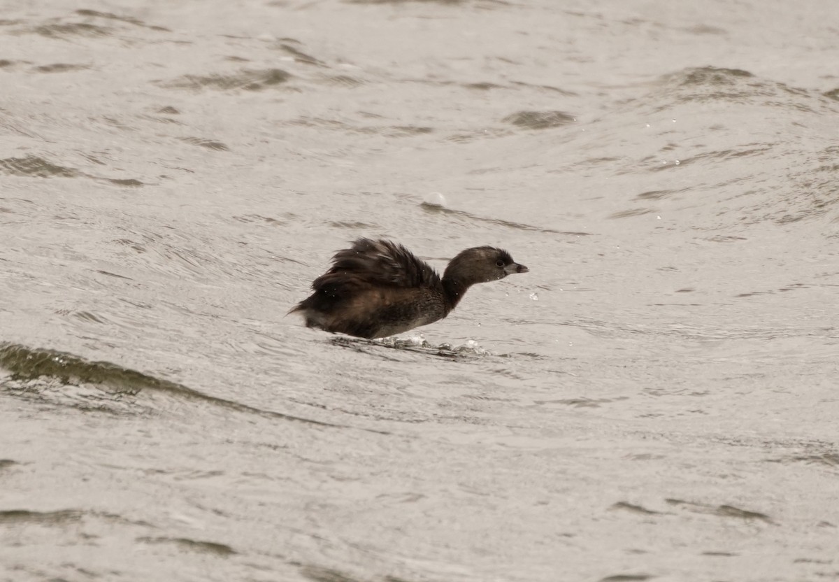 Pied-billed Grebe - ML617323703