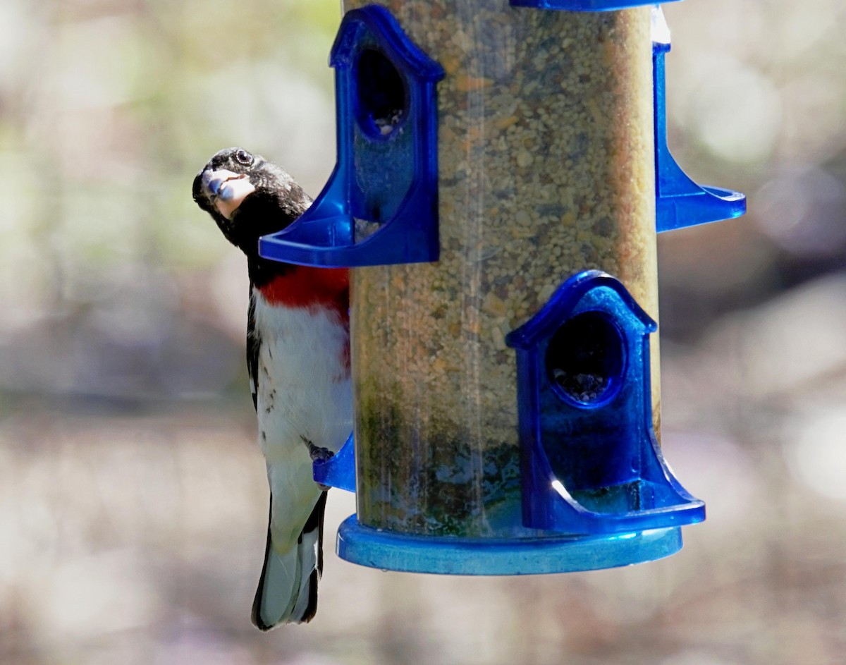 Rose-breasted Grosbeak - ML617323714