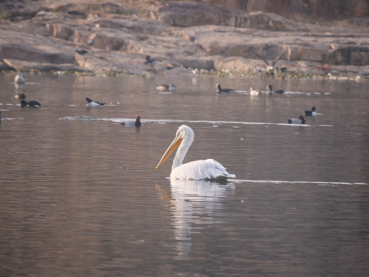 Dalmatian Pelican - ML617323737