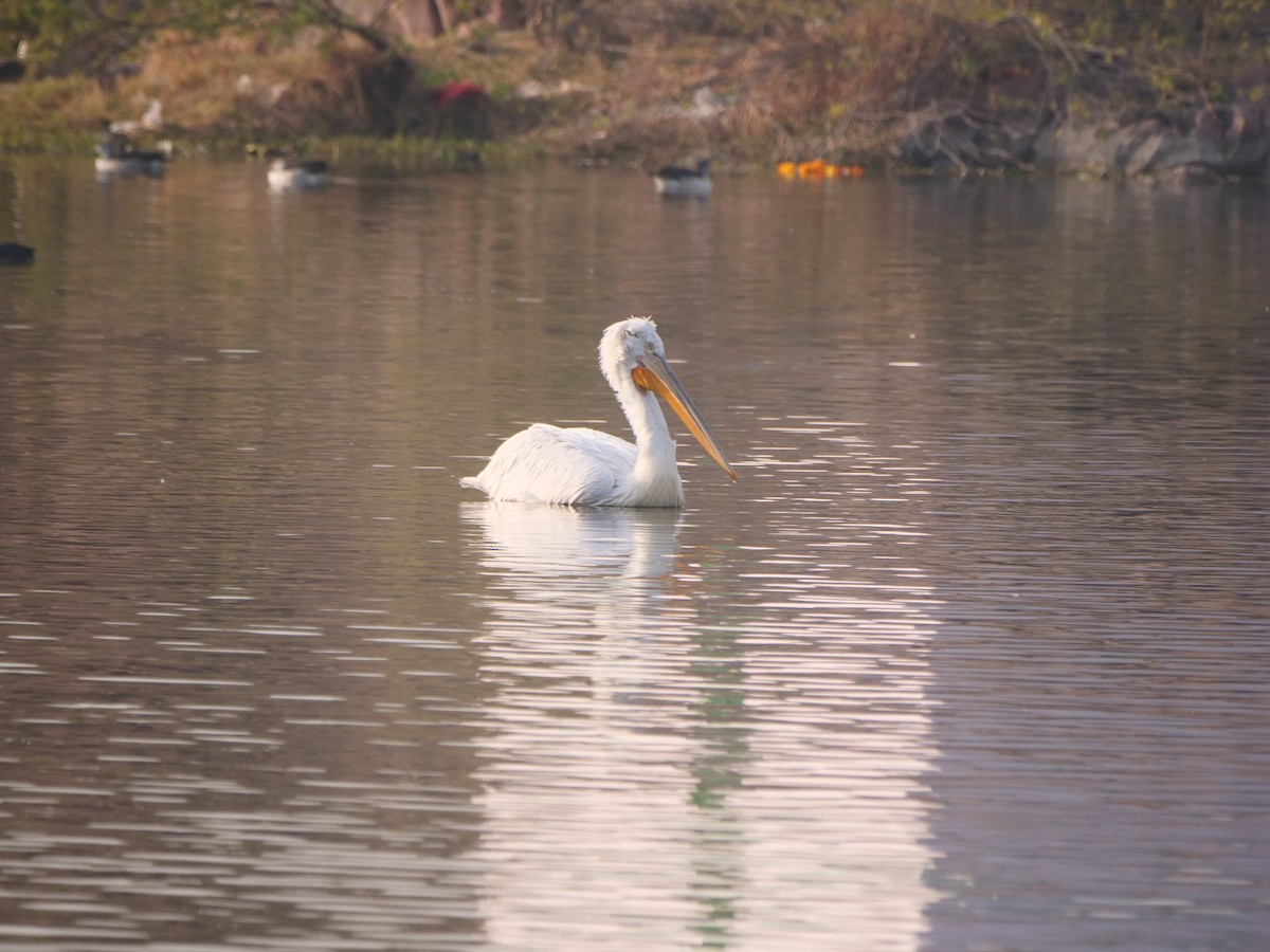 Dalmatian Pelican - ML617323738