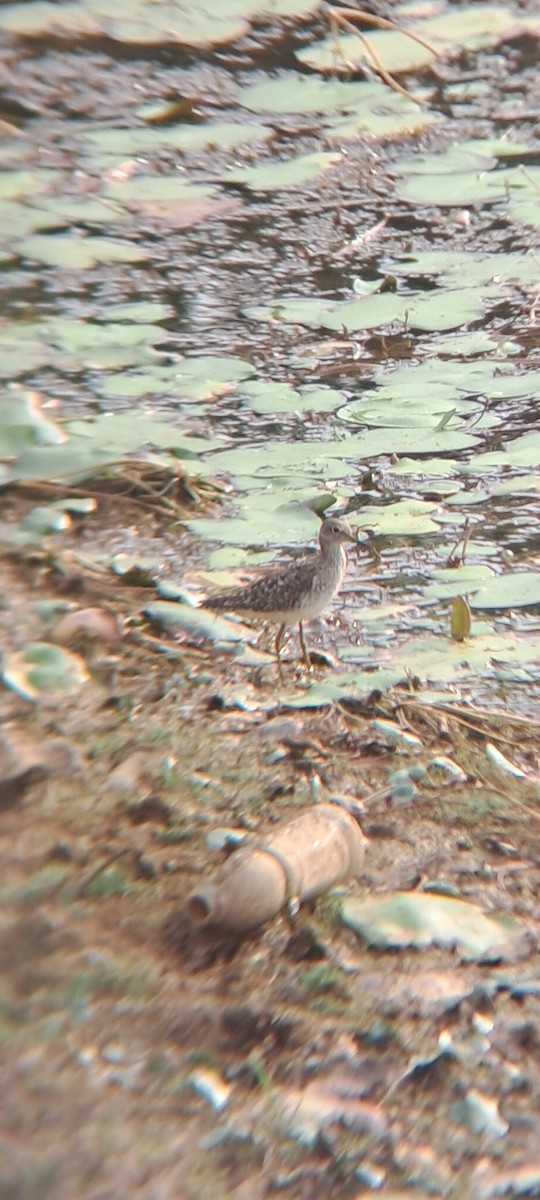 Wood Sandpiper - ML617323744