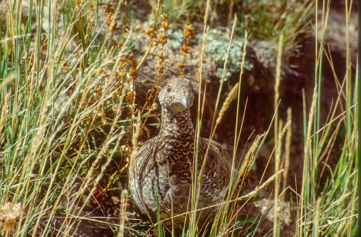 Dusky Grouse - ML617323753