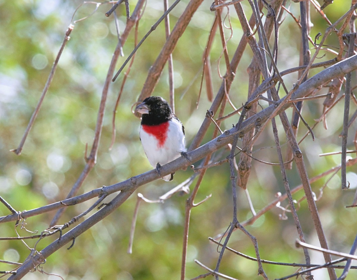 Rose-breasted Grosbeak - ML617323757