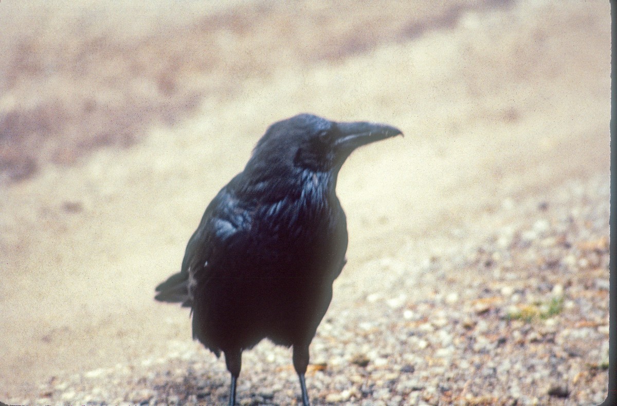 Common Raven - Thomas Schultz
